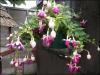 Trailing fuchsia ‘Eva Borg’