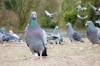 Pigeons in the Park