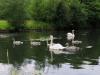 Family of swans