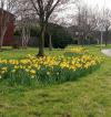 Daffs