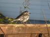 Wagtail