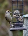 Female blackcap