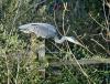 Heron on the hunt