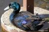 American Black Duck