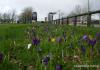 Crocuses