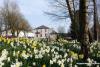 Daffs in Crooke