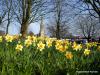 Daffs in Scholes