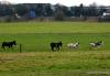 Blackpool Donkeys