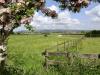 The Darling Buds of May