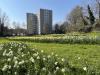 Douglas House and Daffodils