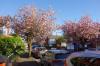 Cherry Blossom Trees