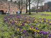A Carpet of Crocuses