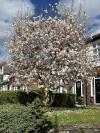 Magnolia on Wigan Lane