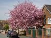 Cherry Tree