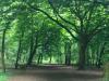 Borsdane Wood