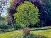 Handkerchief Tree