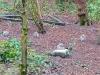 Squirrels