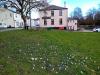 Crocuses