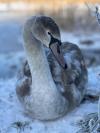 A Young Swan