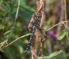 Common Hawker