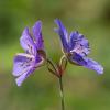 Meadow Cranesbill