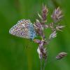 Common blue