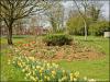 Tulips and Daffs