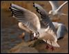 Black-headed Gull