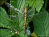 Black-tailed skimmer