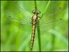 Black-tailed Skimmer