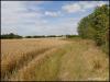 Golborne Cornfield