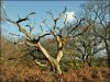 The Old Tree