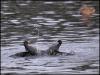 Moorhen fight