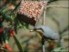 Nuthatch