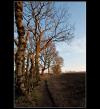 Trees and Light