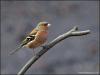 Chaffinch