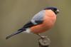 Bullfinch