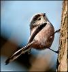 Long-tailed tit