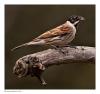 Reed bunting