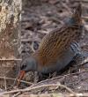 Water Rail