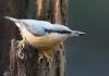 Nuthatch