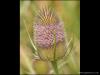 Teasel