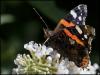 Red Admiral