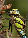 Southern Hawker