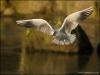 Black-headed Gull