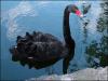 Black Swan