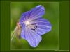 Cranesbill