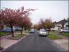 Flowering Cherry Trees