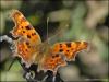 Comma