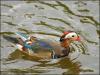 Mandarin Duck.